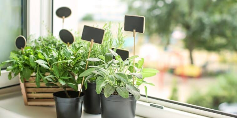 Astuces essentielles pour réussir la culture de vos herbes aromatiques avec un entretien et une taille parfaits !
