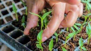 Astuces jardinage : les légumes à semer avant fin avril pour régaler votre table d'été