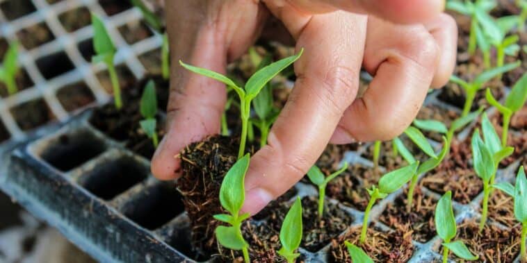 Astuces jardinage : les légumes à semer avant fin avril pour régaler votre table d'été