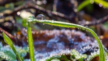 Comment protéger les plantes du gel printanier - Conseils efficaces