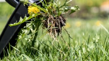 Astuces efficaces pour éliminer les pissenlits sans produits chimiques : découvrez 4 méthodes naturelles