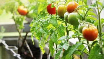 Cultiver des tomates cerises en pot : découvrez les meilleures astuces pour une récolte abondante