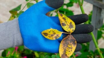 Découvrez des astuces efficaces pour éliminer les taches noires sur les rosiers et garder vos fleurs en parfaite santé !
