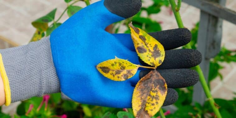 Découvrez des astuces efficaces pour éliminer les taches noires sur les rosiers et garder vos fleurs en parfaite santé !
