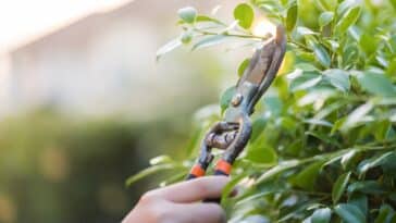 Découvrez les arbres et arbustes à ne pas tailler en mai pour protéger leur croissance et la biodiversité de votre jardin !