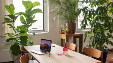 Découvrez la plante qui absorbe naturellement l'humidité chez vous : astuces pour un intérieur plus sain