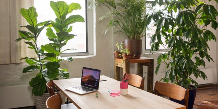 Découvrez la plante qui absorbe naturellement l'humidité chez vous : astuces pour un intérieur plus sain