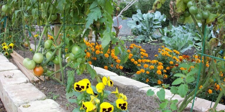 Astuces de jardinage : 4 fleurs à associer avec vos tomates pour une récolte abondante