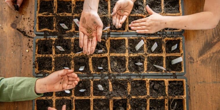 Découvrez les 5 légumes parfaits à semer en mai pour un potager luxuriant !
