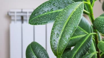 Comment dire adieu à l'humidité dans votre maison : Des astuces simples à suivre
