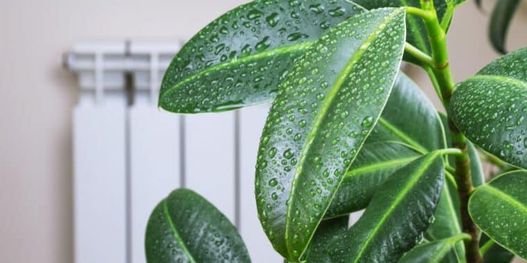 Comment dire adieu à l'humidité dans votre maison : Des astuces simples à suivre