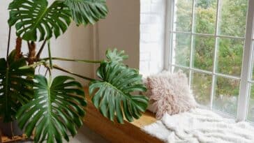 Découvrez 3 plantes incontournables pour chasser l'humidité de votre intérieur !