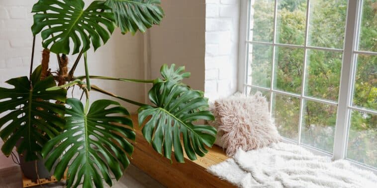 Découvrez 3 plantes incontournables pour chasser l'humidité de votre intérieur !