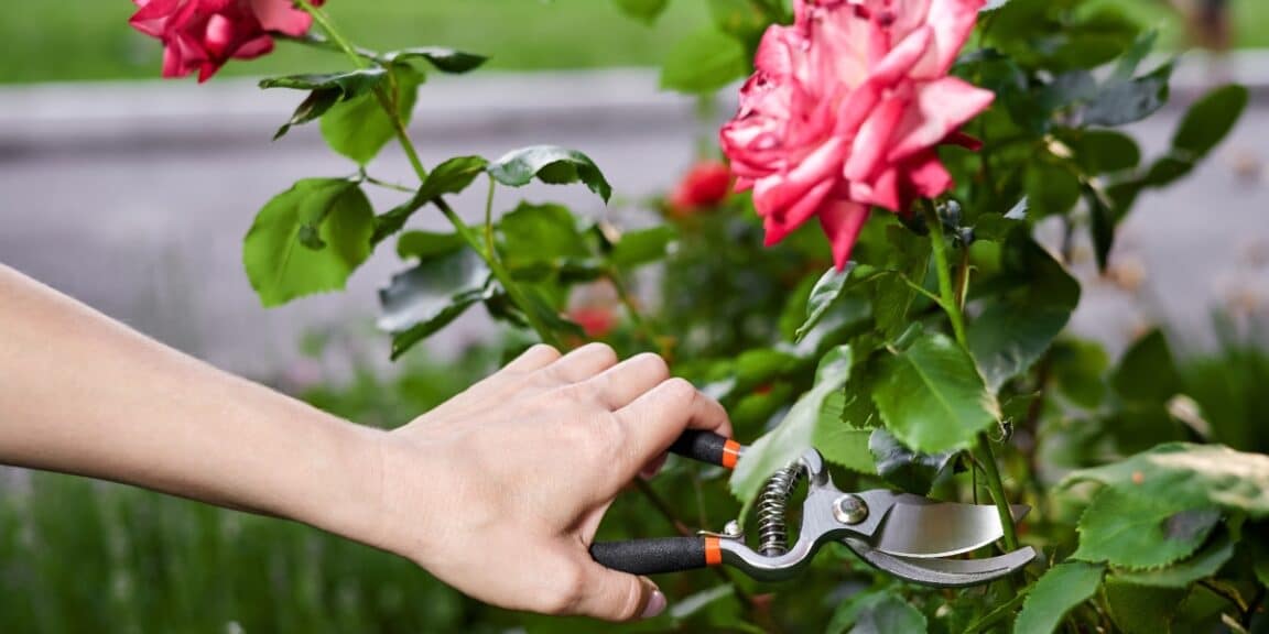 Pourquoi vous devez absolument tailler vos rosiers en mai ? Comprenez les raisons.