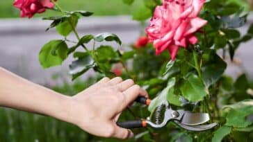 Pourquoi vous devez absolument tailler vos rosiers en mai ? Comprenez les raisons.