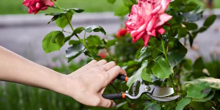 Pourquoi vous devez absolument tailler vos rosiers en mai ? Comprenez les raisons.