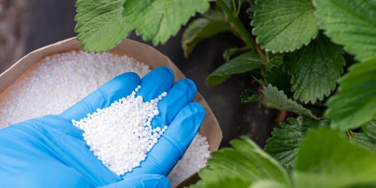 Découvrez quel engrais utiliser pour cultiver de grosses fraises et réussir à coup sûr !