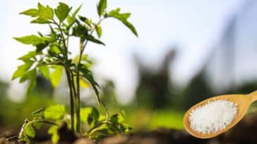 Les 4 bienfaits surprenants du sel d’Epsom pour vos plants de tomates !