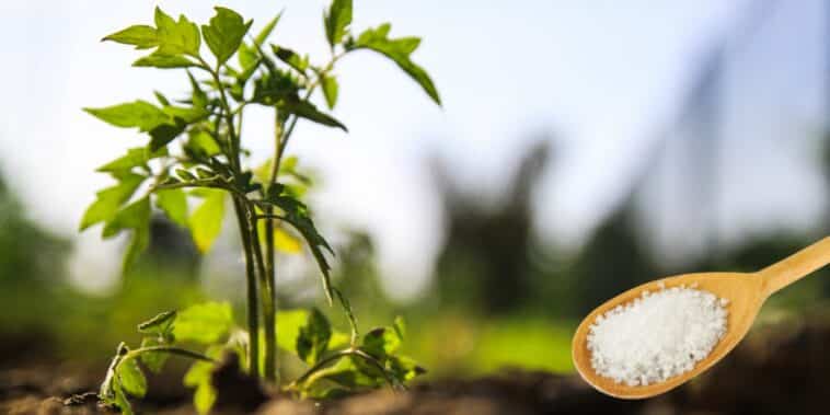Les 4 bienfaits surprenants du sel d’Epsom pour vos plants de tomates !