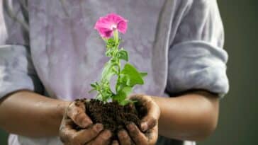 Quelles fleurs semer en mai pour un jardin coloré jusqu'en novembre ?