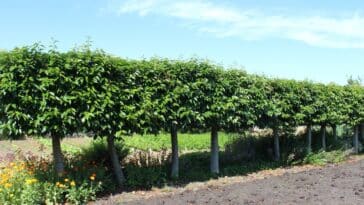 Astuces jardinage : dénicher le laurier idéal pour votre haie et conseils pour une plantation réussie