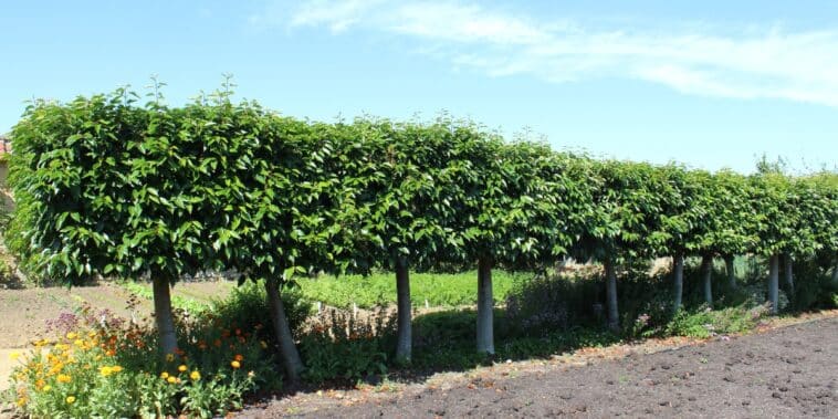 Astuces jardinage : dénicher le laurier idéal pour votre haie et conseils pour une plantation réussie