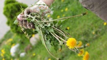 Astuces pratiques pour recycler les mauvaises herbes : savoir lesquelles tolérer et lesquelles redouter