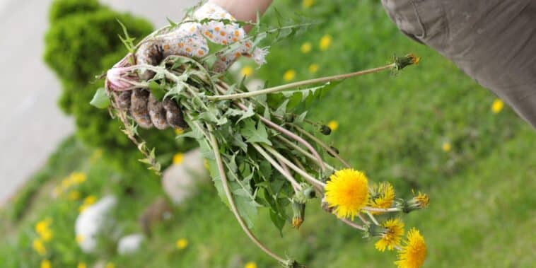 Astuces pratiques pour recycler les mauvaises herbes : savoir lesquelles tolérer et lesquelles redouter