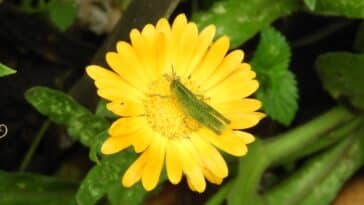 Comment repousser les criquets de votre jardin : astuces pour protéger vos cultures