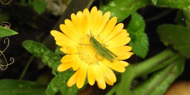 Comment repousser les criquets de votre jardin : astuces pour protéger vos cultures
