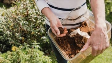 Astuces malines pour éloigner les fourmis : découvrez les vertus insoupçonnées du marc de café