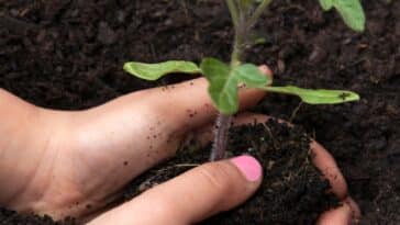Découvrez le dernier délai pour planter vos tomates et les raisons derrière ce timing !