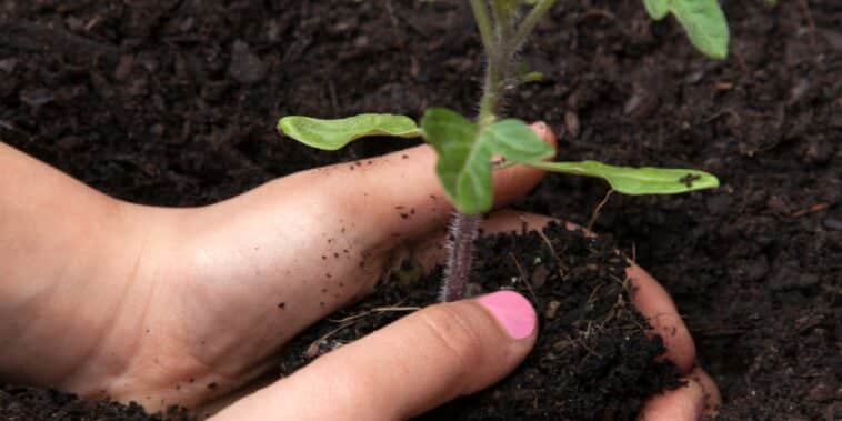 Découvrez le dernier délai pour planter vos tomates et les raisons derrière ce timing !