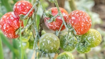 Pourquoi pulvériser les tomates avec de l'iode : découvrez les 3 utilisations miraculeuses