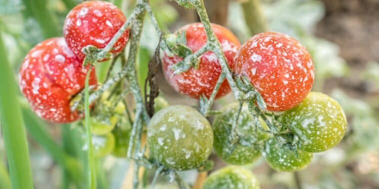 Pourquoi pulvériser les tomates avec de l'iode : découvrez les 3 utilisations miraculeuses