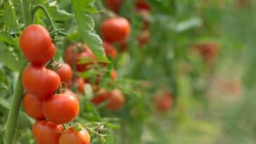 Comment utiliser l'aspirine pour dynamiser vos tomates et prévenir le mildiou ?