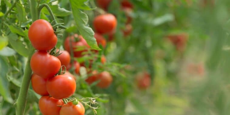 Comment utiliser l'aspirine pour dynamiser vos tomates et prévenir le mildiou ?