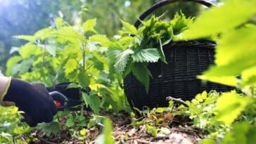 Découvrez comment l'ortie peut booster vos tomates : la meilleure astuce préventive pour un potager florissant