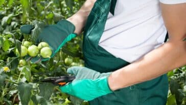 Astuces jardinage : comprendre pourquoi éviter de tailler les tomates et découvrir les avantages et inconvénients dans notre guide complet