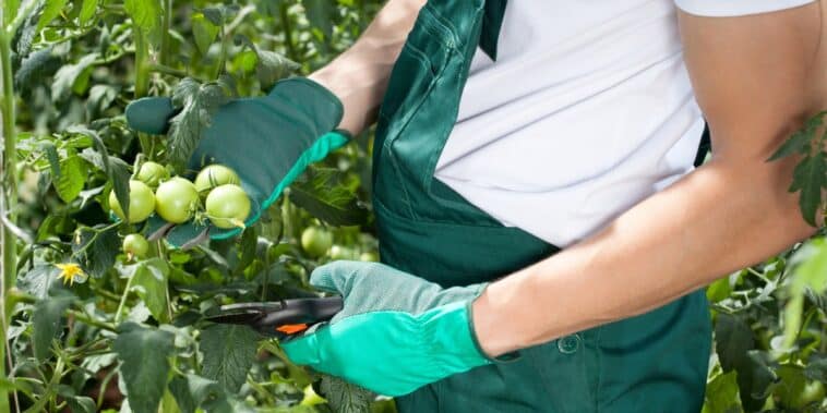 Astuces jardinage : comprendre pourquoi éviter de tailler les tomates et découvrir les avantages et inconvénients dans notre guide complet