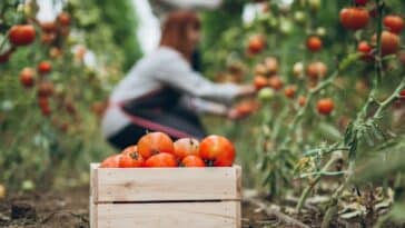 Maximisez votre récolte : apprenez ces 4 techniques de taille pour augmenter la production de vos tomates de 30 %