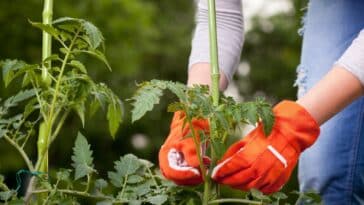 Comment fabriquer soi-même un support pour tomates : nos solutions économiques et pratiques pour un jardin ordonné