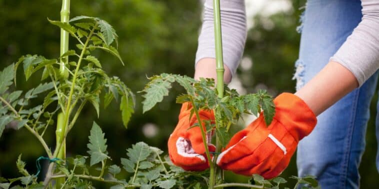 Comment fabriquer soi-même un support pour tomates : nos solutions économiques et pratiques pour un jardin ordonné