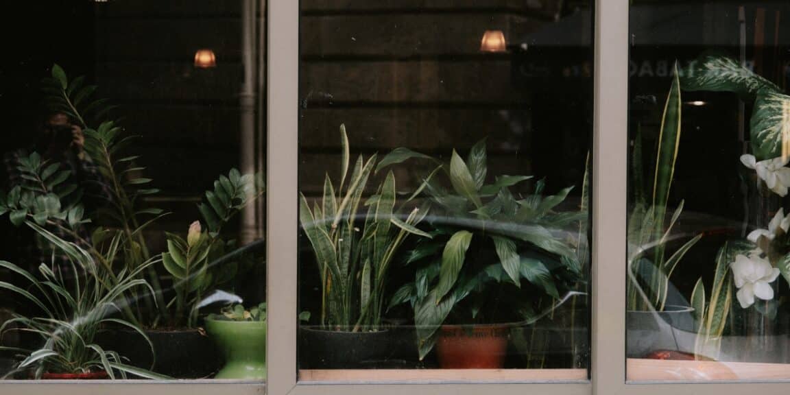 Quel type de plante est adapté pour être derrière une baie vitrée ?