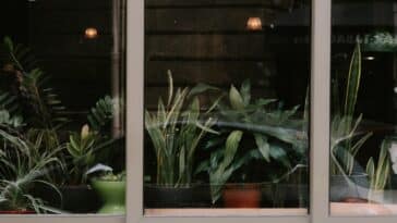 Quel type de plante est adapté pour être derrière une baie vitrée ?