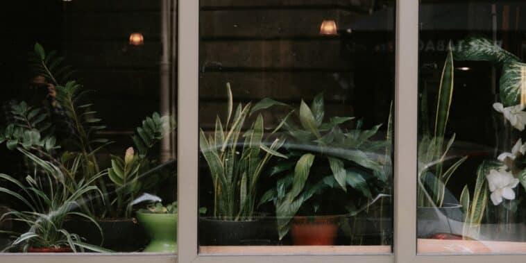 Quel type de plante est adapté pour être derrière une baie vitrée ?