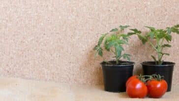 Cultiver des tomates sans tracas : les 4 erreurs courantes à éviter pour des plants florissants