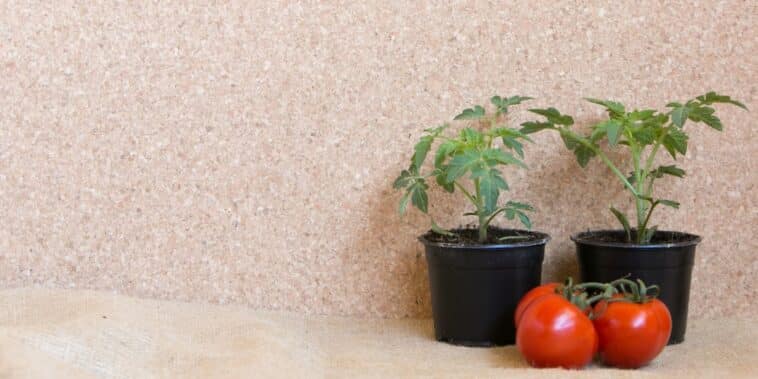 Cultiver des tomates sans tracas : les 4 erreurs courantes à éviter pour des plants florissants