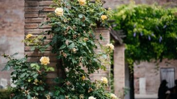 Fleur qui grimpe au mur : découvrez les 4 plantes grimpantes à croissance rapide et nos conseils pour les planter et les entretenir efficacement