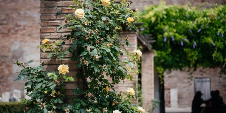 Fleur qui grimpe au mur : découvrez les 4 plantes grimpantes à croissance rapide et nos conseils pour les planter et les entretenir efficacement
